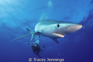 Blue shark in the Azores by Tracey Jennings 